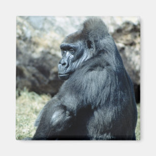 Imán Sitting Gorilla