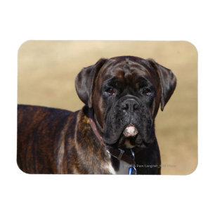 Imán Situación Brindle del perro del boxeador