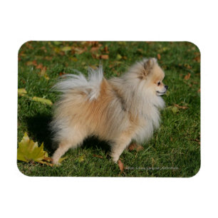 Imán Situación de Pomeranian