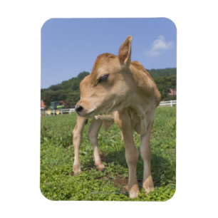 Imán Situación del becerro