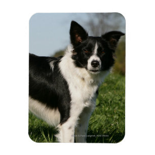 Imán Situación del border collie