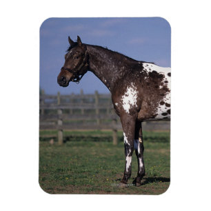 Imán Situación del caballo del Appaloosa