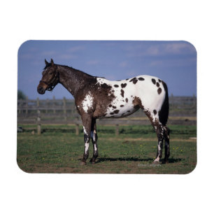Imán Situación del caballo del Appaloosa