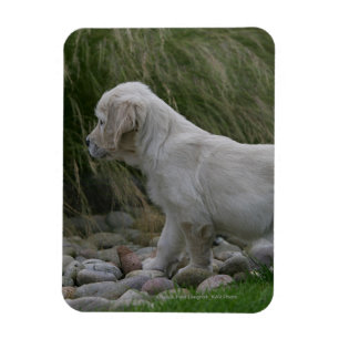 Imán Situación del perrito del golden retriever