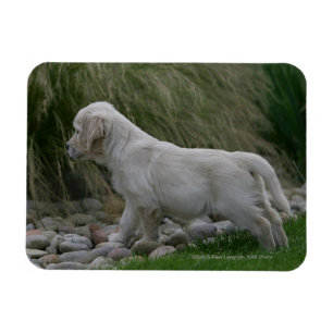 Imán Situación del perrito del golden retriever