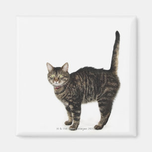 Imán Situación masculina nacional del gato de tabby