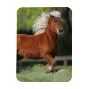 Imán Situación miniatura del caballo