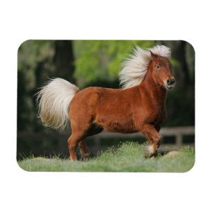 Imán Situación miniatura del caballo