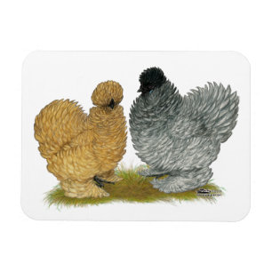 Imán Sizzle Chickens