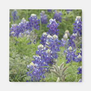 Imán SJefferson Texas Bluebonnets Series #2