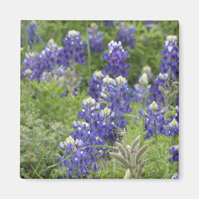 Imán SJefferson Texas Bluebonnets Series #2 (Frente)