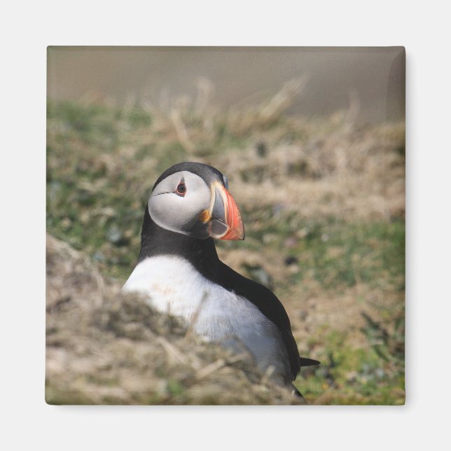 Imán Skomer Island Puffins (Frente)