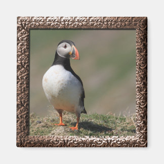 Imán Skomer Island Puffins