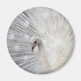 Imán Skully Top Fun