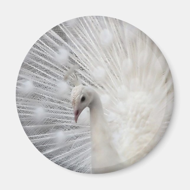 Imán Skully Top Fun (Frente)