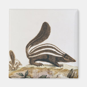 Imán Skunk, de 'Histoire Naturelle' por