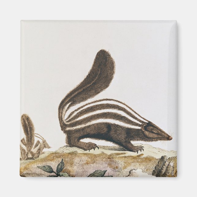 Imán Skunk, de 'Histoire Naturelle' por (Frente)