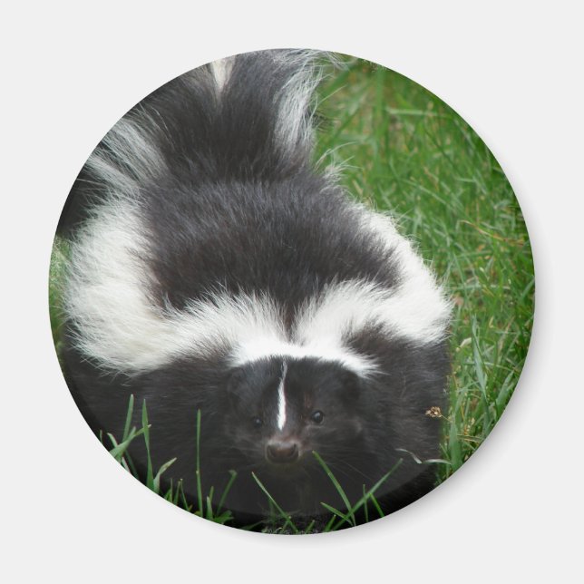 Imán Skunk Magnet (Frente)