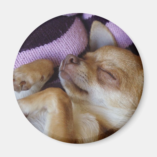 Imán Sleeping Chihuahua (Frente)