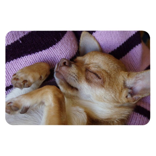 Imán Sleeping Chihuahua (Horizontal)