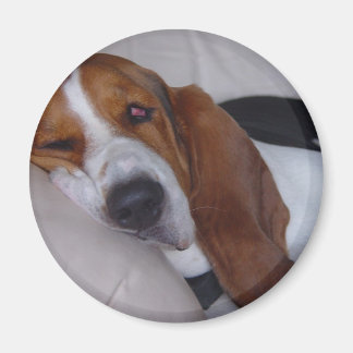 Imán Sleepy Basset Hound