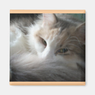 Imán Sleepy Calico