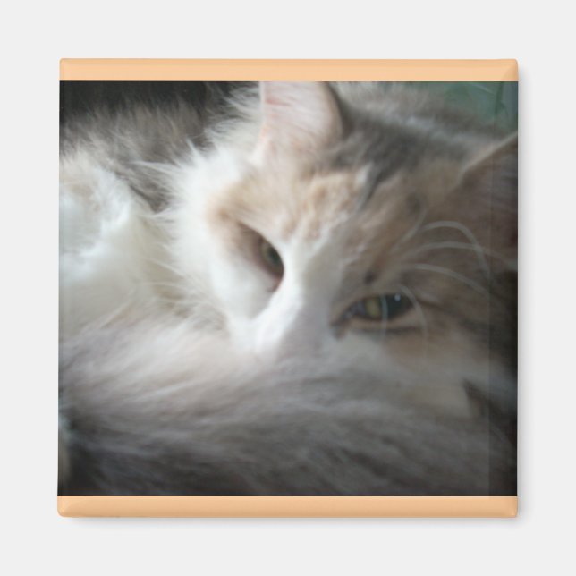 Imán Sleepy Calico (Frente)