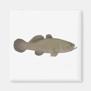 Imán Sleepy Cod