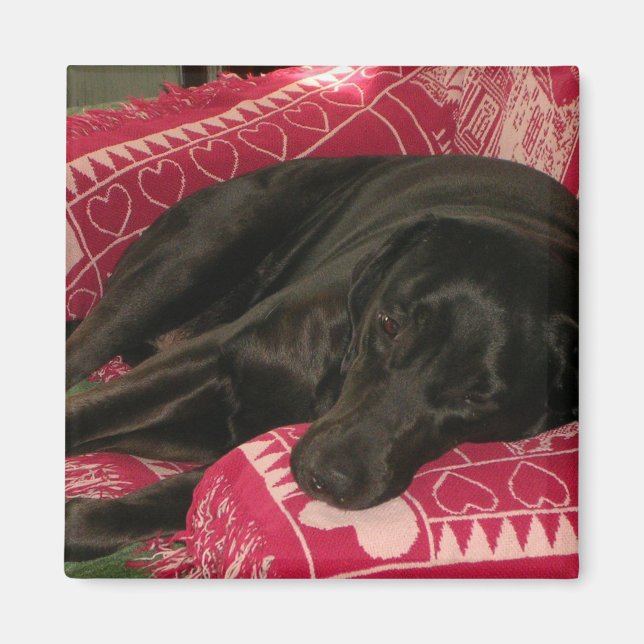 Imán Sleepy Dog Magnet (Frente)