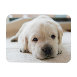 Imán Sleepy Golden Labrador Puppy