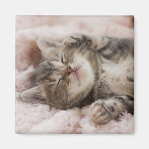 Imán Sleepy Kitten