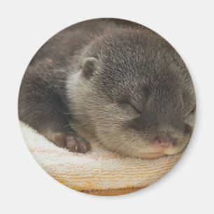 Imán Sleepy Otter