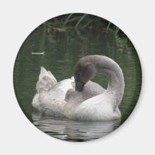 Imán Sleepy Swan Magnet