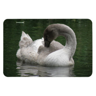 Imán Sleepy Swan Premium