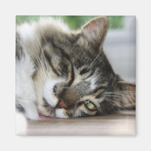 Imán Sleepy Zorro Magnet