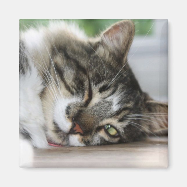 Imán Sleepy Zorro Magnet (Frente)
