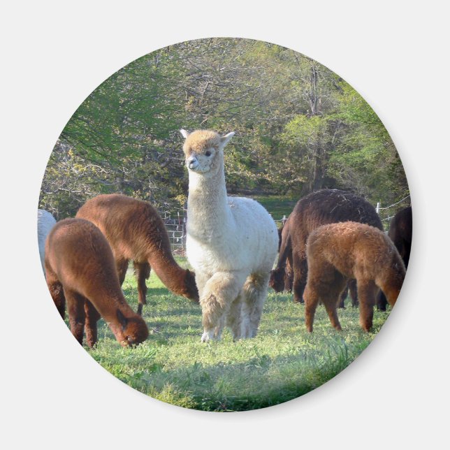 Imán Sleigh Belle (Frente)