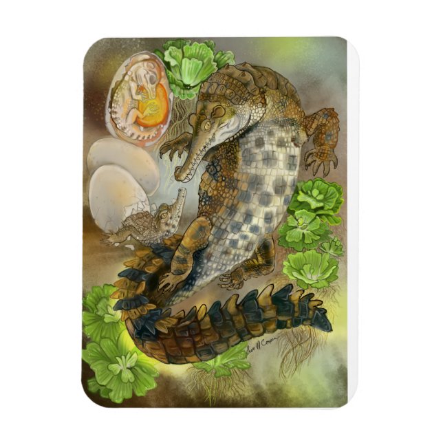 Imán Slender Snoued Crocodile (Vertical)