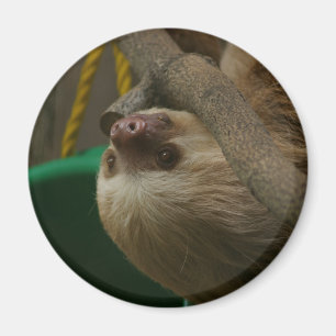 Imán Sloth