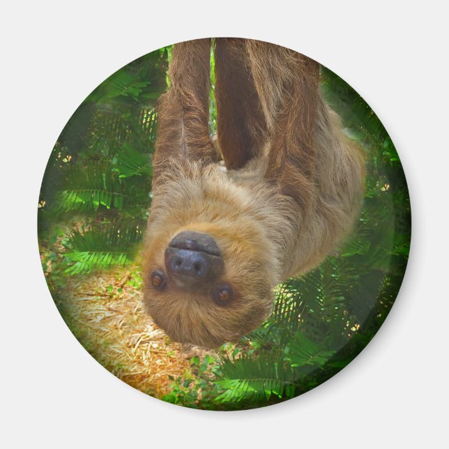 Imán Sloth Magnet (Frente)