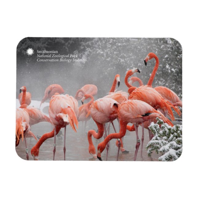 Imán Smithsonian | Flamencos En La Nieve (Horizontal)