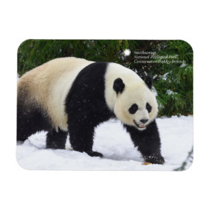 Imán Smithsonian   Pandas Gigantes En La Nieve