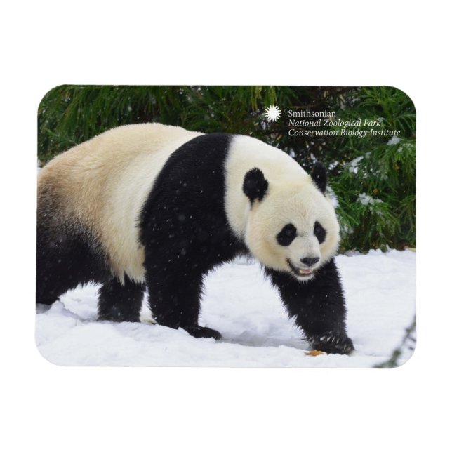 Imán Smithsonian | Pandas Gigantes En La Nieve (Horizontal)