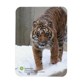 Imán Smithsonian | Sumatran Tiger Damai
