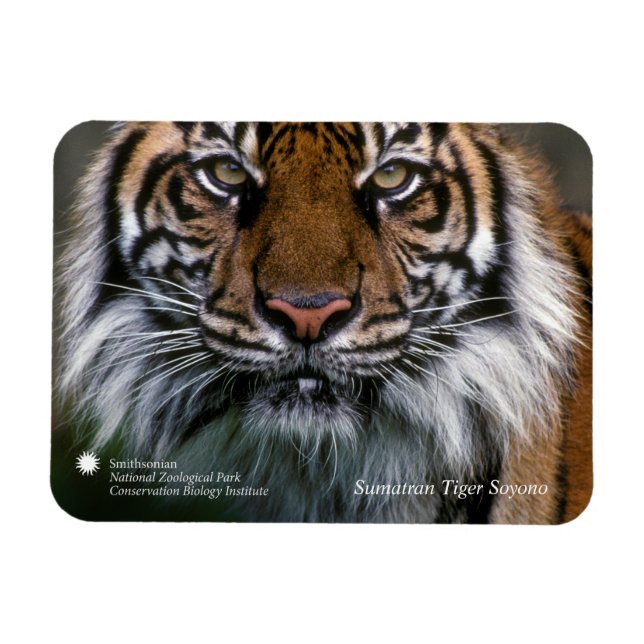 Imán Smithsonian | Sumatran Tiger Soyono (Horizontal)