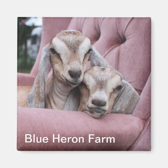 Imán Smooshie Baby Goat Magnet (Frente)