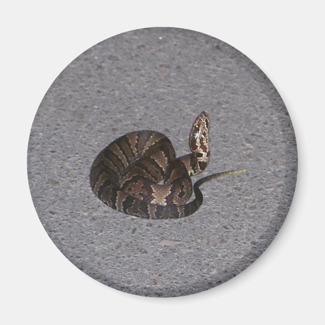 Imán Snack Cottonmouth juvenil (Frente)