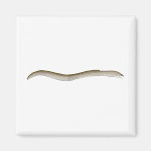 Imán Snake-eel