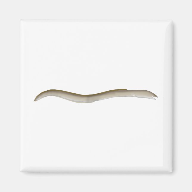 Imán Snake-eel (Frente)