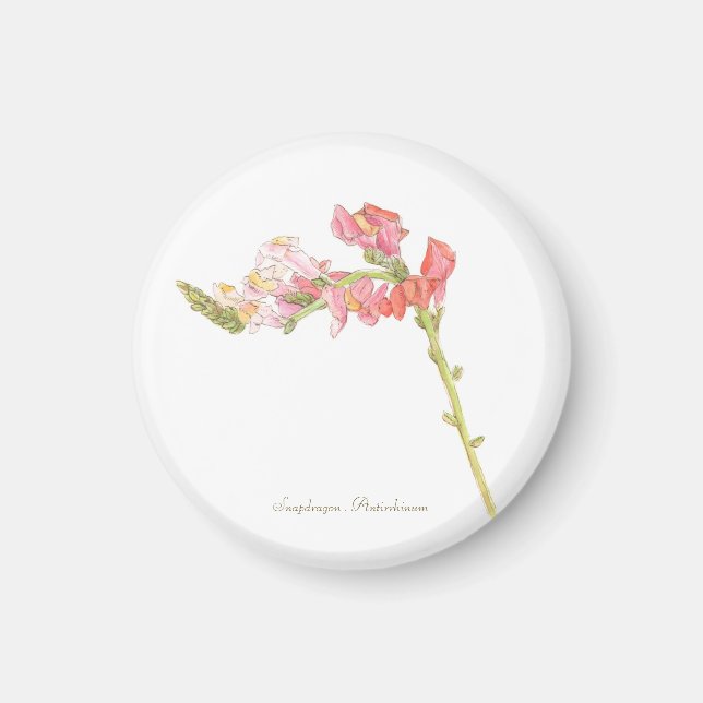 Imán Snapdragon Magnet (Frente)